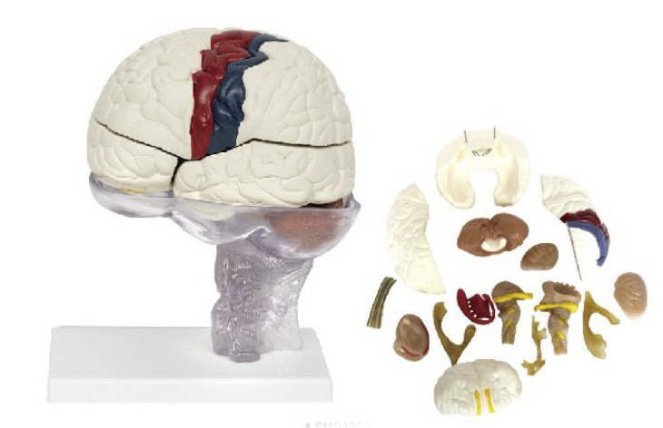 高级脑模型及大脑皮质功能定位模型