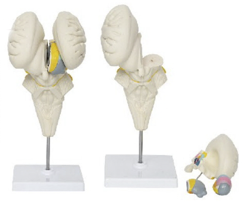 脑干及下丘脑核团模型