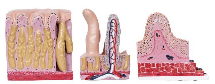 胃肠光镜模型(3部件)