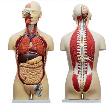 两性人体躯干模型（27部件）