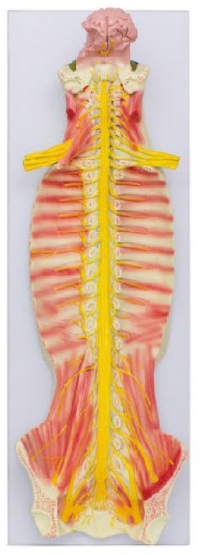 脑脊髓与周围神经解剖模型(椎管内脊髓与脊神经)