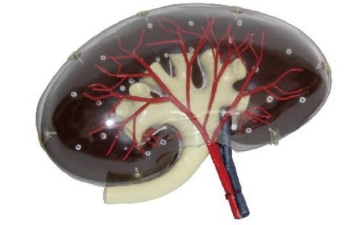 透明肾段模型(附A)