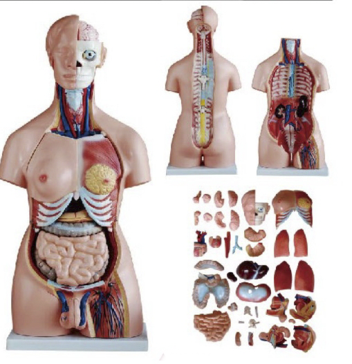 两性人体躯干模型