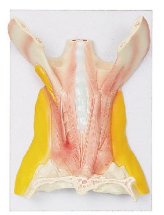 颈深层肌肉解剖模型