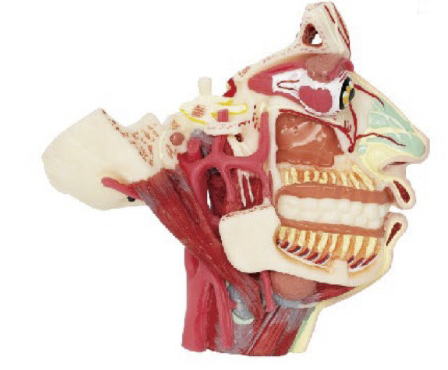 头面部血管神经模型