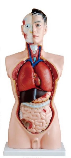 男性人体躯干模型
