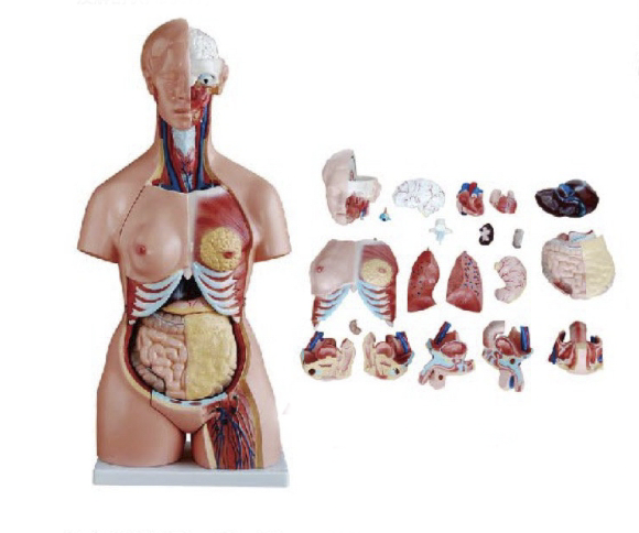 三性人体躯干模型