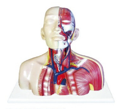 头、颈、胸静脉回流模型