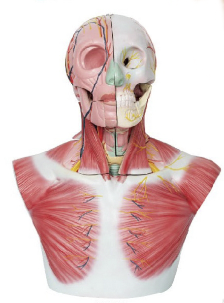 头部、颈部层次解剖模型附脑N、A