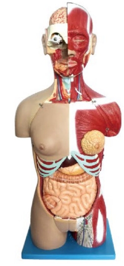 两性人体躯干模型A（欧洲型28部件）