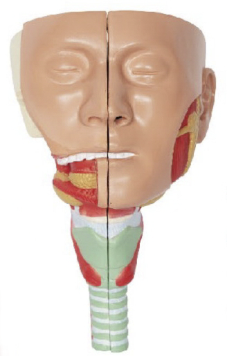 唾液腺及咽肌解剖模型