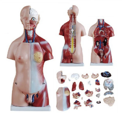 45CM两性人体躯干模型
