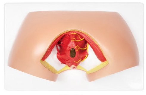 女性会阴模型