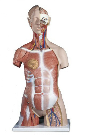 附肌肉的两性躯干模型