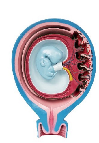 胎儿胎膜与子宫的关系