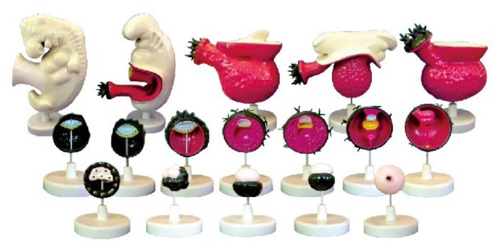 人体胚胎模型（每套17只）