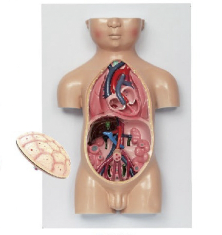 胎儿血液循环及胎盘模型（3部件）