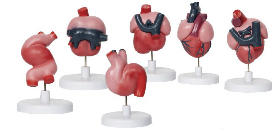 心脏的发生和内部的分隔示教模型