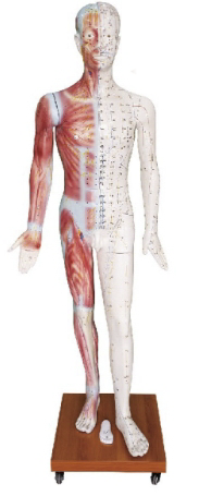 人体针灸模型 178CM (带肌肉解剖）
