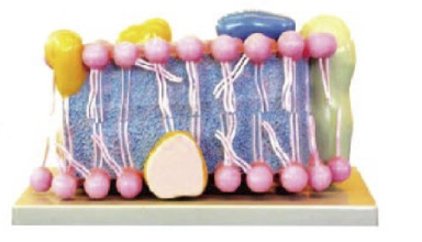 细胞膜模型