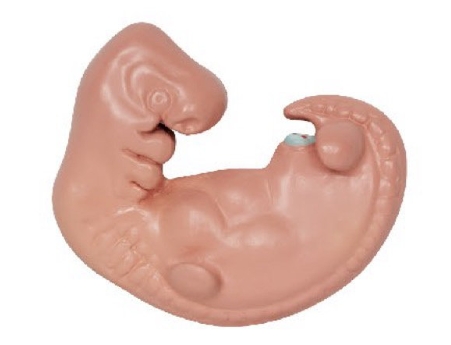 4周的人体胚胎模型