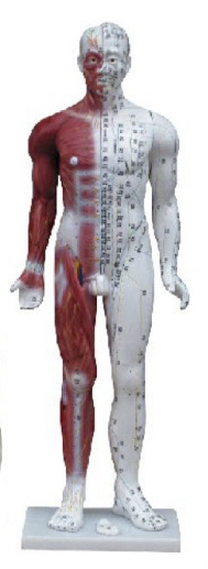 人体针灸模型 85CM (带肌肉解剖）