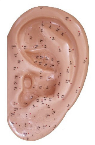 耳针灸模型 40CM (中英代）