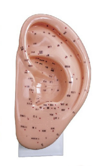 耳针灸模型 22CM (中文、英代）