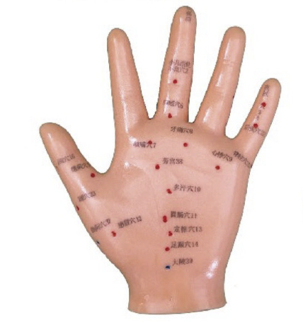手针灸模型 13CM (中文、英文左手）