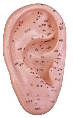 耳针灸模型 13CM (中文、英代）