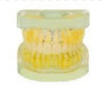 可拔标准牙模型（硬牙龈,全口透明）