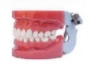 标准牙模型（不带螺丝）