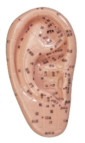 按摩耳 12CM (中文、英文右耳）