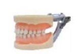 标准牙模型（28颗牙,软牙龈）
