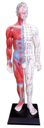 55CM 男性针灸模型带肌肉解剖（中文、英代)