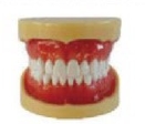 可拔标准牙模型（硬牙龈,粘蜡固定,不带颌架）