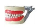 标准牙模型（32颗牙,软牙龈）
