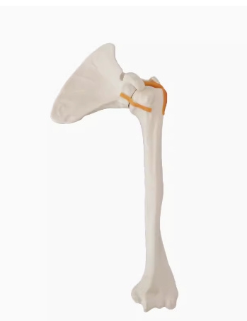 骨科手术练习用假骨-肩关节