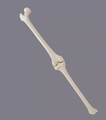骨科手术练习用假骨-单髁膝关节仿真骨