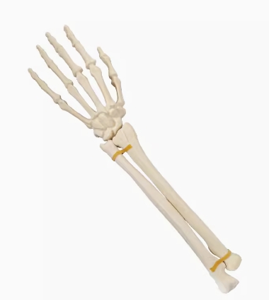 骨科手术练习用假骨-腕关节
