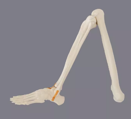 骨科手术练习用假骨-下肢仿真骨