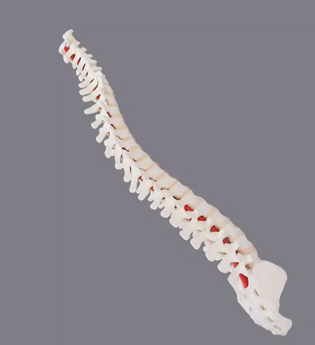 骨科手术练习用假骨-脊柱模型