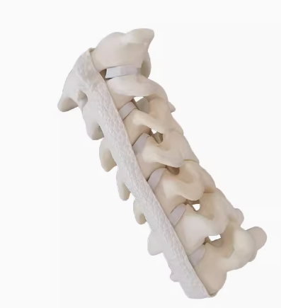 骨科手术练习用假骨-脊柱颈椎模型