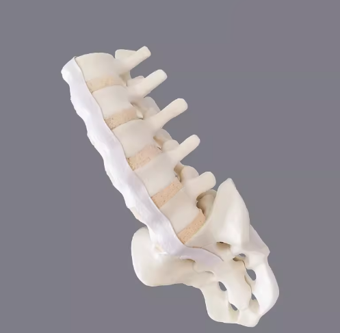 骨科手术练习用假骨-脊柱腰椎模型