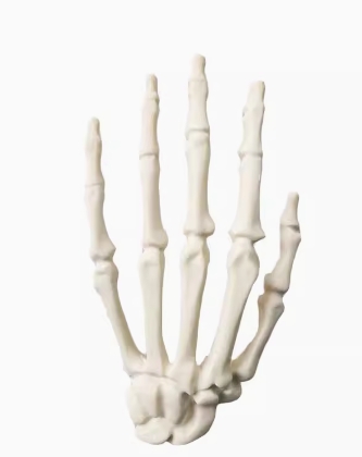 骨科手术练习用假骨-手模型-仿真骨