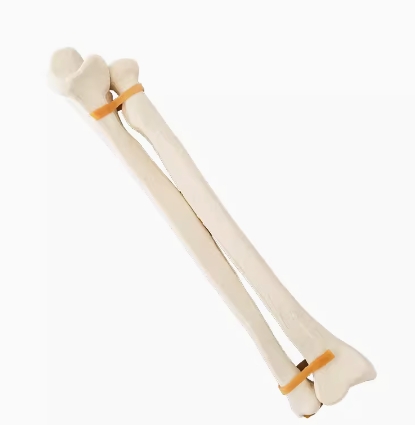 骨科手术练习用假骨-尺桡骨