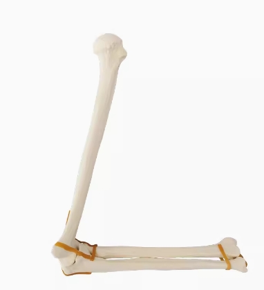 骨科手术练习用假骨-肘关节