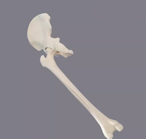 骨科手术练习用假骨-髋关节仿真骨
