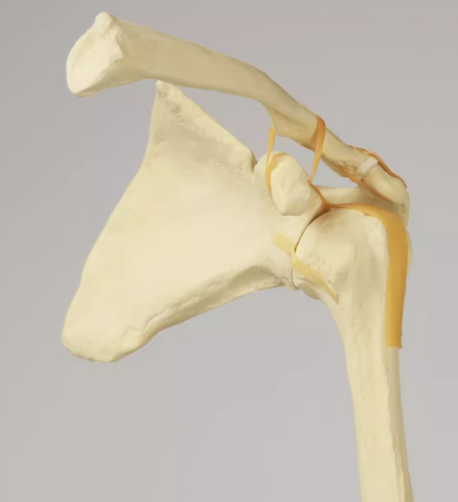 骨科手术练习用假骨-肩锁关节仿真骨