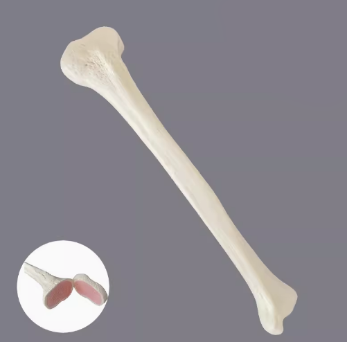 骨科手术练习用假骨-胫骨仿真骨